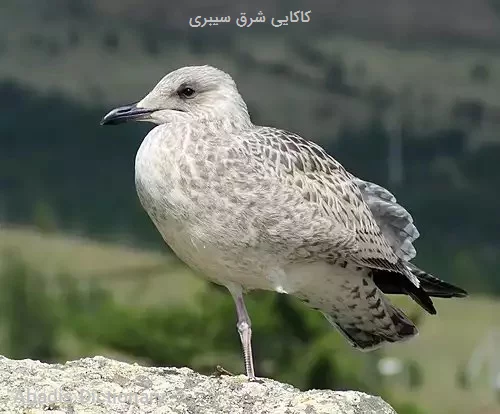 کاکایی شرق سیبری